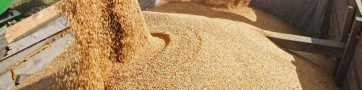 ستاد ملی ترویج «خوراک آماده» دام و طیور تشکیل می‌شود